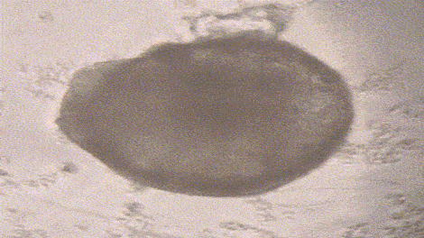 “心动”的类器官，创造无限应用潜能——安融、沃亘、科珞捷战略合作重大成果